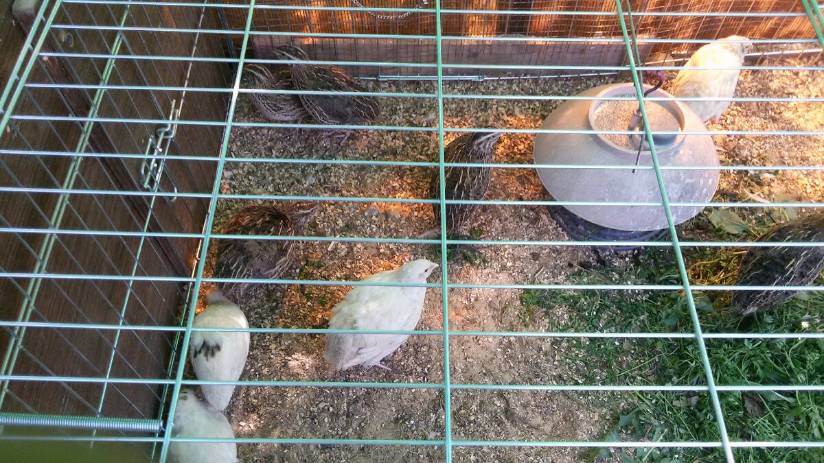 Перепелки в загончике