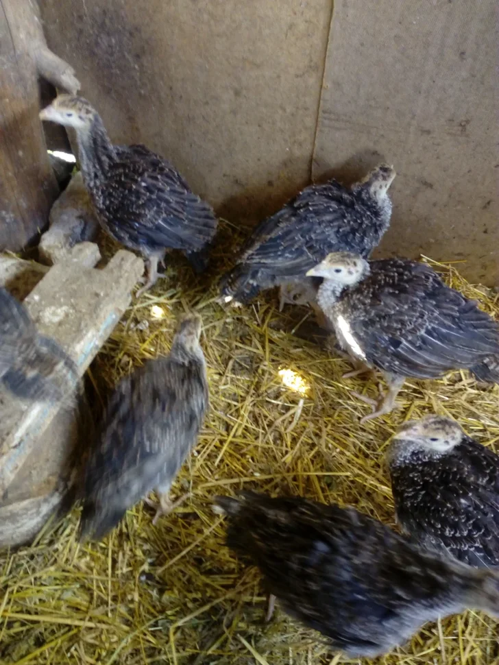 Месячные индюшата в летнем домике. Личное фото