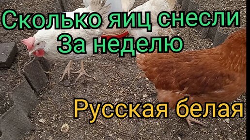 Как сделать курятник комфортным?