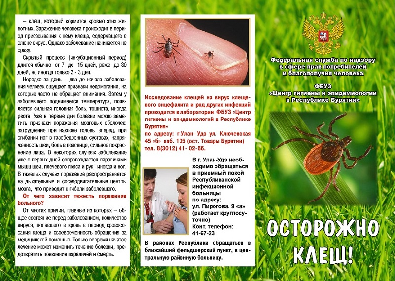 Осторожно клещи картинки плакат