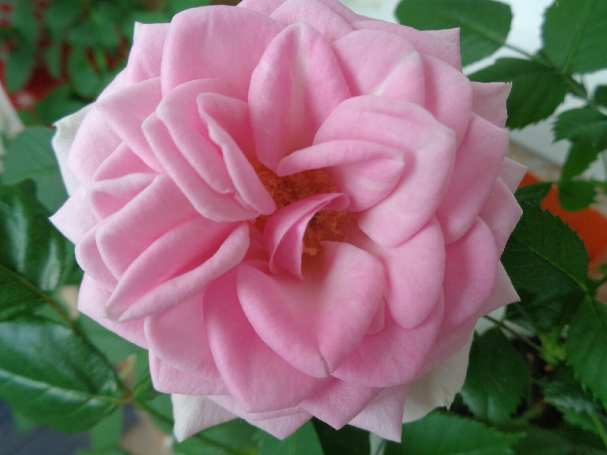 Первой в этом году зацвела именно розовая