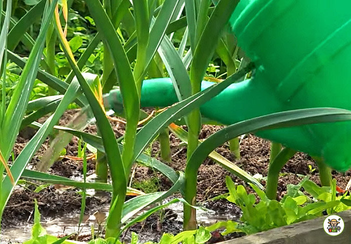 Подкормка чеснока минеральными удобрениями