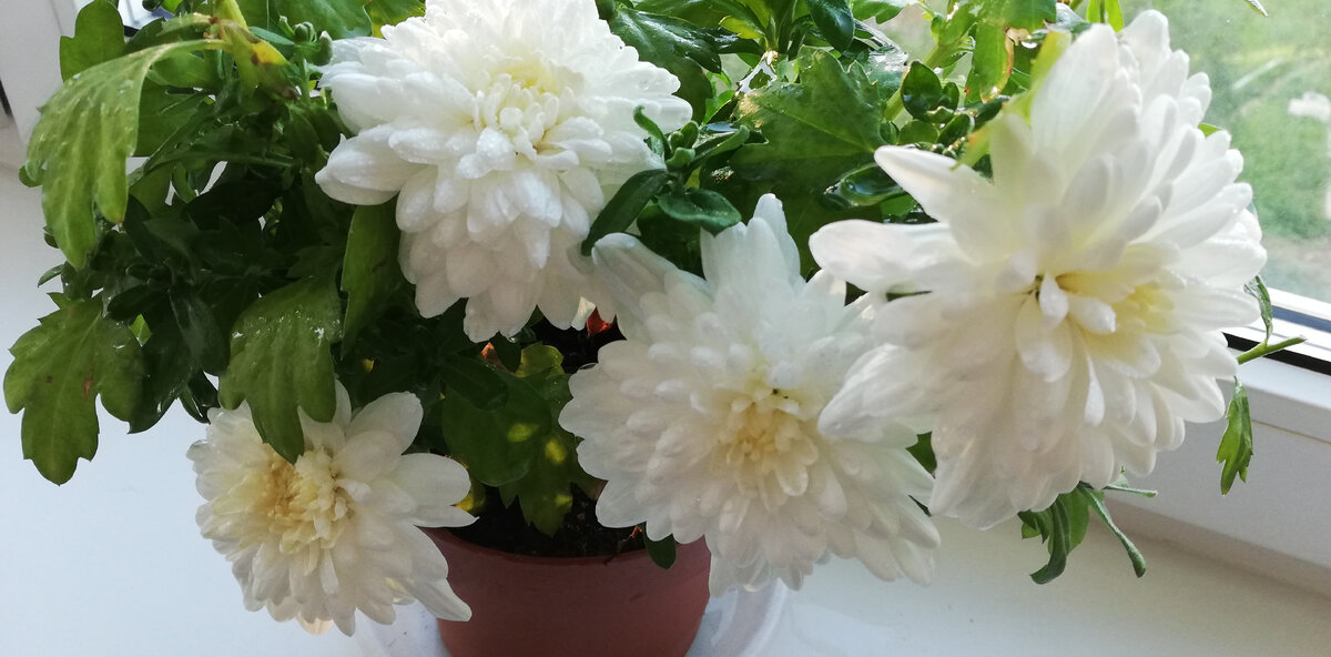 Какими удобрениями подкармливать хризантемы для лучшего цветения