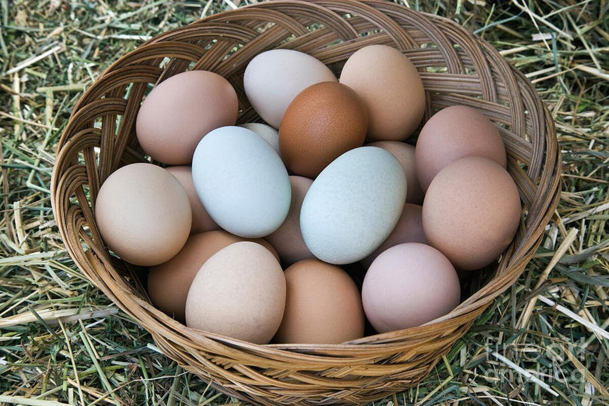 Сорта яиц куриных
