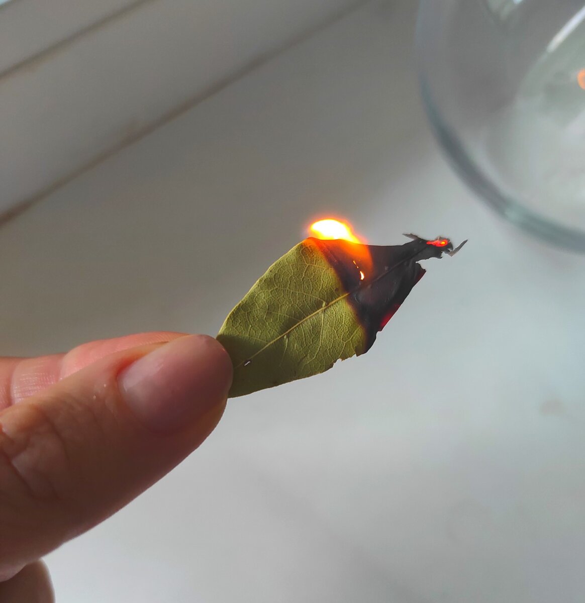 5 причин сжигать лавровый лист по утрам (личное фото автора)