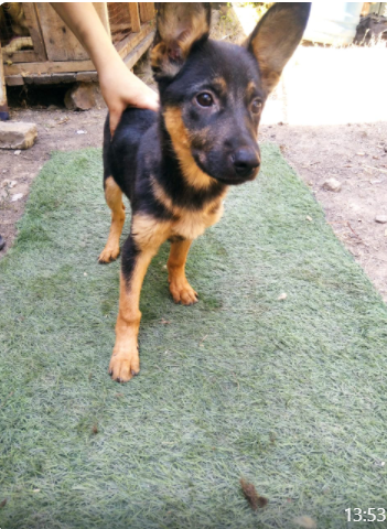 Орест - щенок метис овчарки, примерно 4 месяца. 