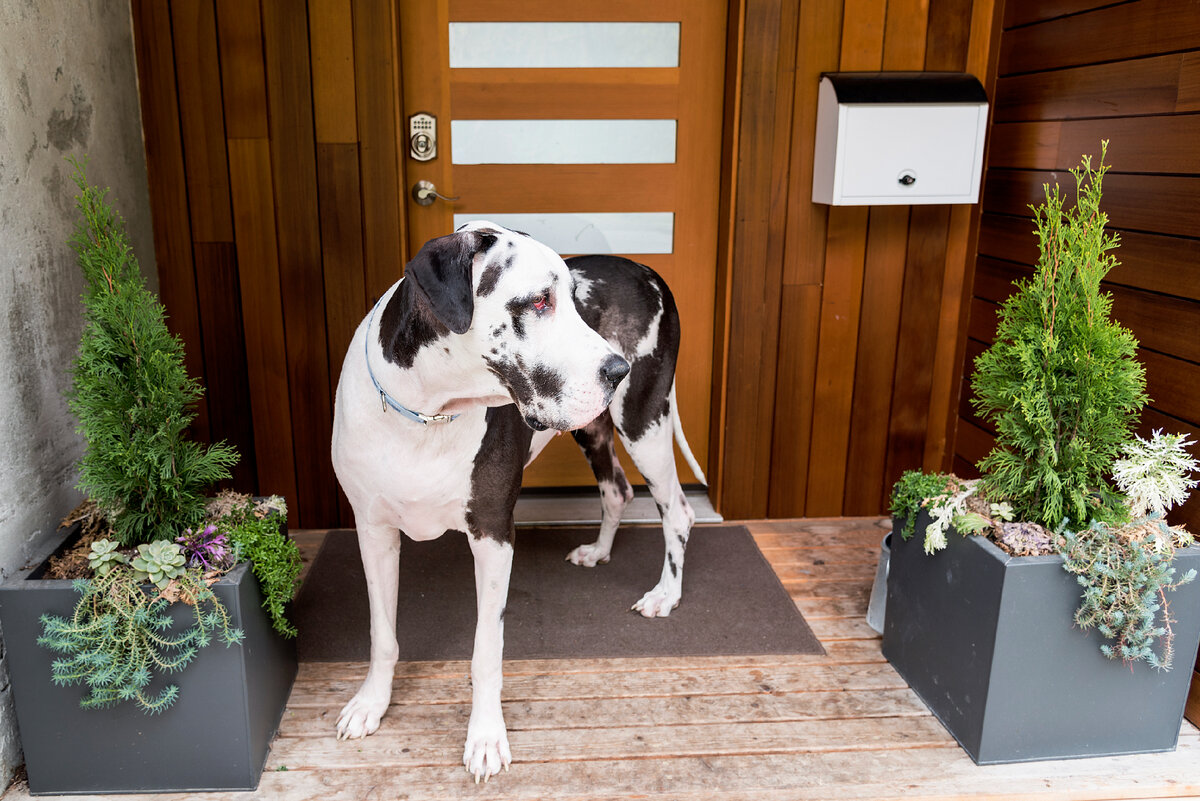 Немецким догам нужно быть в центре внимания и коммуницировать с общественностью. 