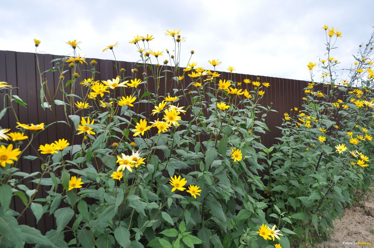 Топинамбур растет и выше