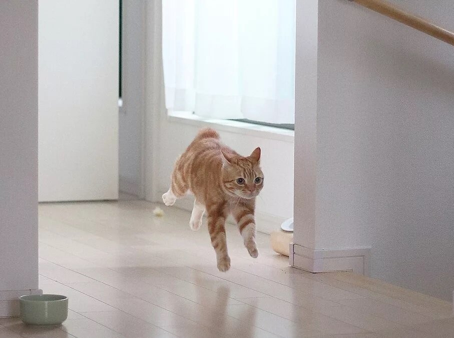 почему кошка бегает по дому