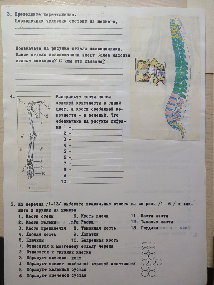 Немного ностальгии — как я делала Опорные карты и рабочую тетрадь по  биологии для 8 класса | Елена Сова: пуд соли в школе | Дзен