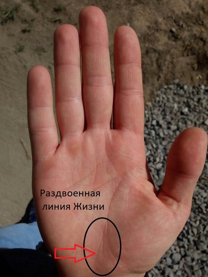 Раздвоенная линия Жизни. Одна ветвь стремится к холму Луну, вторая к холму Венеры. 