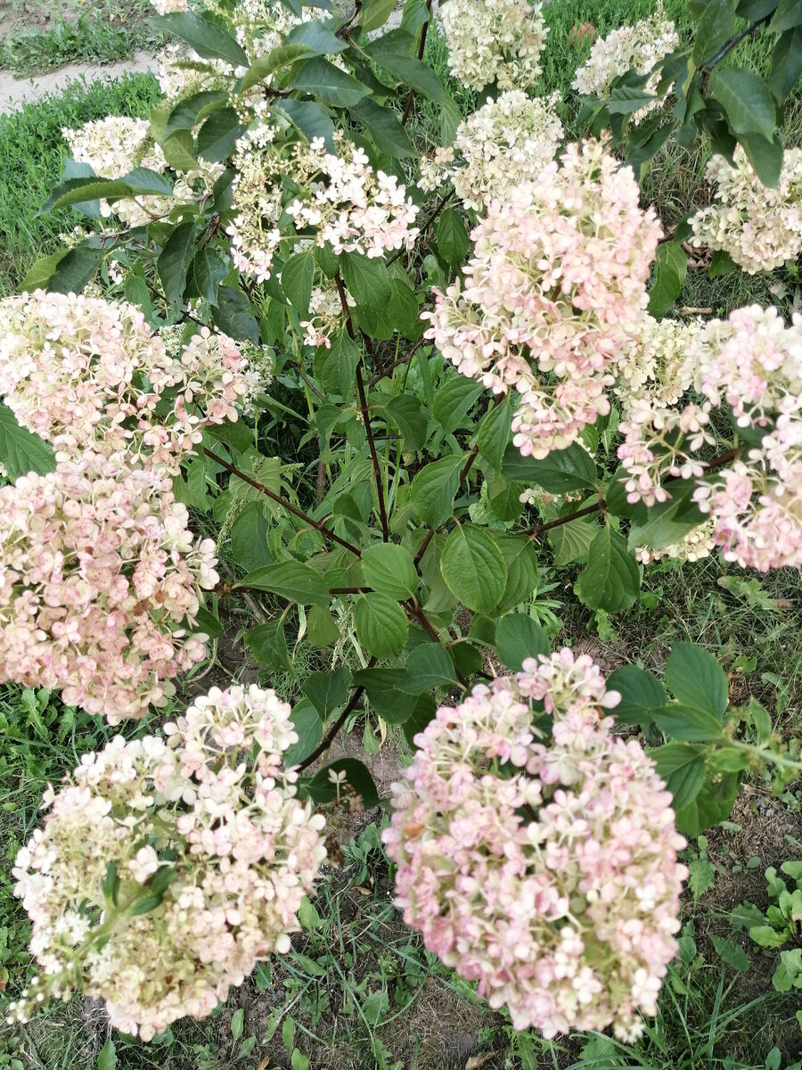   Гортензия метельчатая.                    =   ЛИСТАТЬ   =