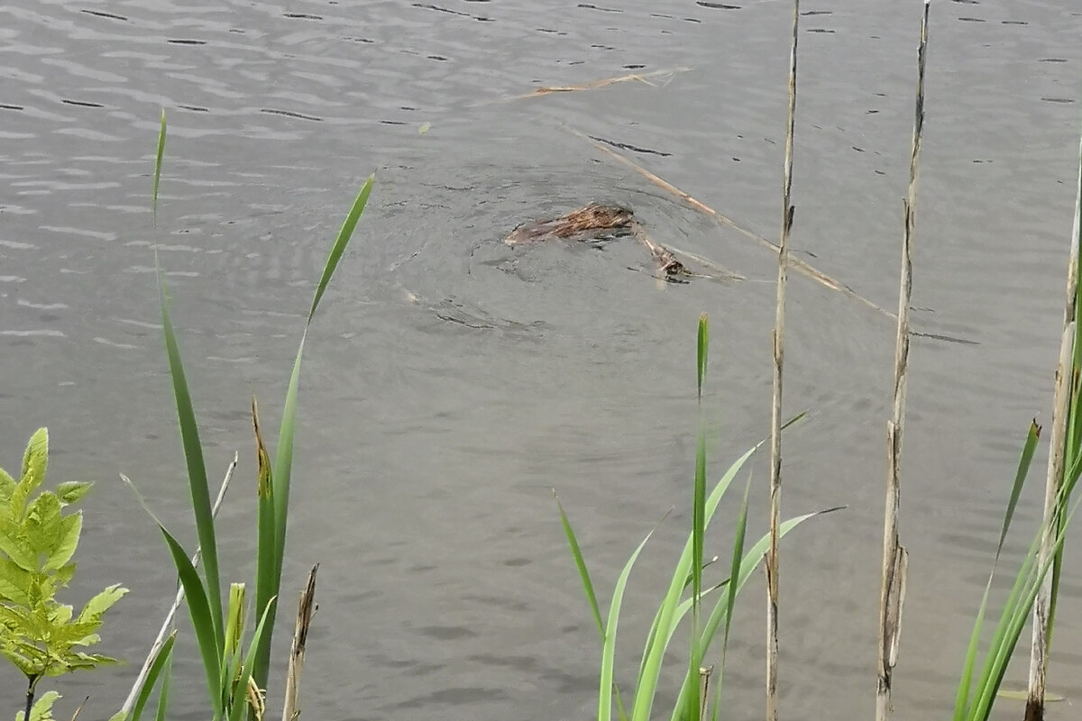 Хозяйственный зверек.