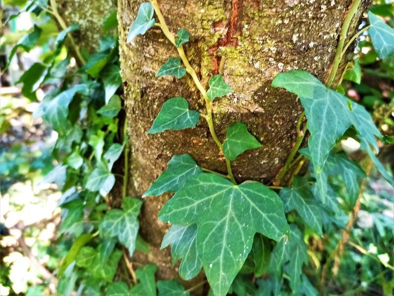  Ветки плюща на старой вишне. Фото автора.