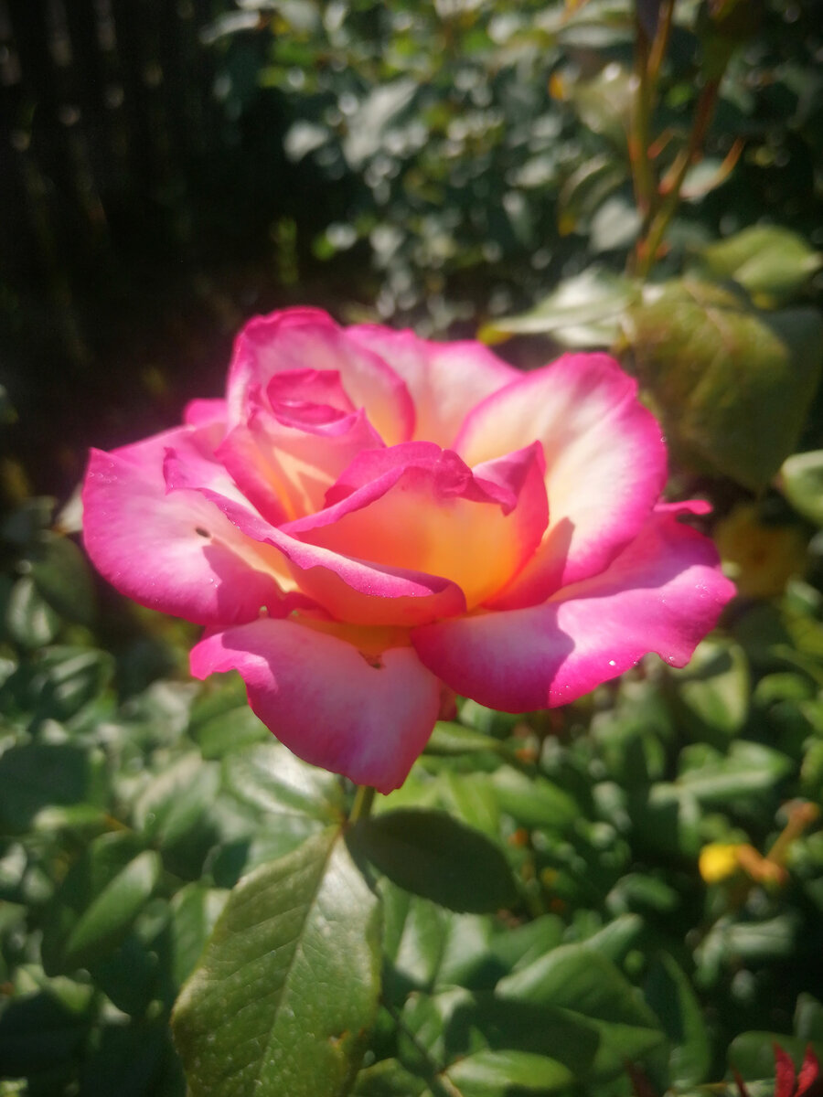 Handel, клаймбер, разве она не красавица? Здесь и далее - фото автора из собственного сада