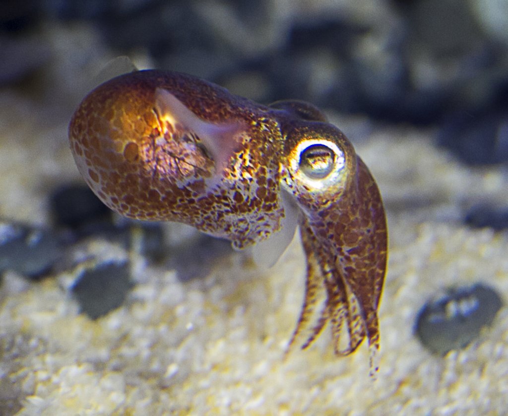 Перед вами - детеныш каракатицы