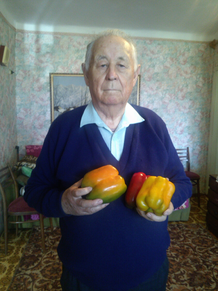93-летний ветеран  ВОв Ахмедулла Мухамеджанов выращивает перцы весом до 900 граммов и делится своим мастерством 