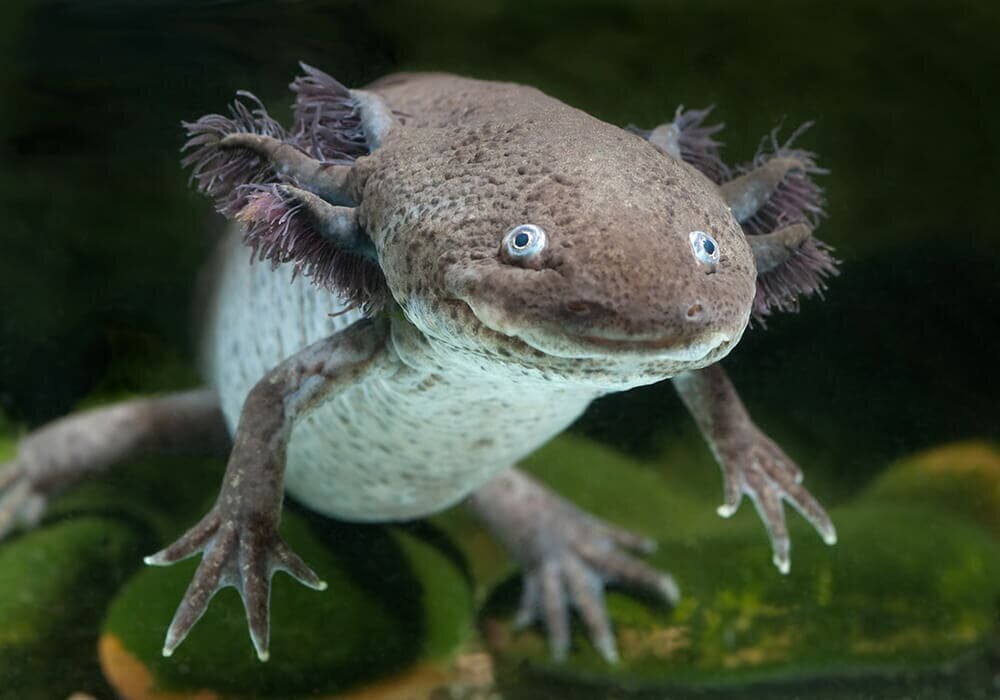 Аксолотли милые только внешне. Они являются хищниками. Источник: яндекс.