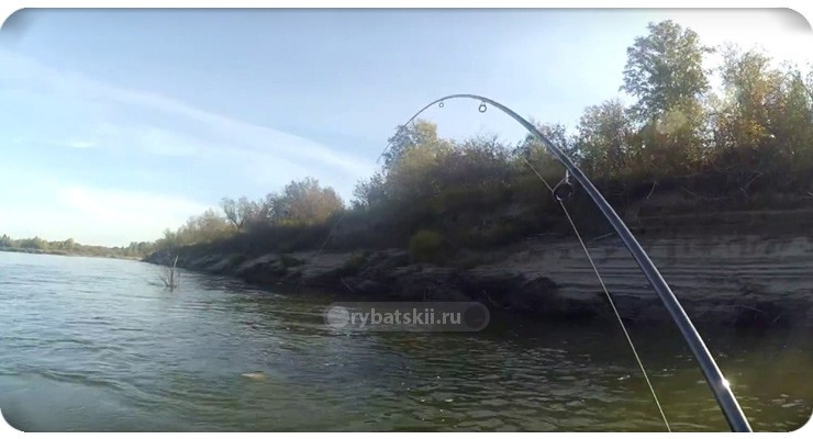 Рыбалка на сазана в Алтайском крае: секреты удачной ловли