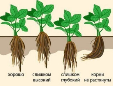 Правильная посадка фриго