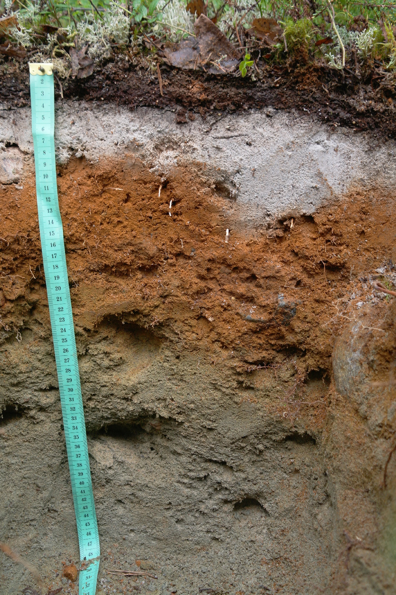 Подзол
Дмитрий Манахов, факультет почвоведения МГУ
