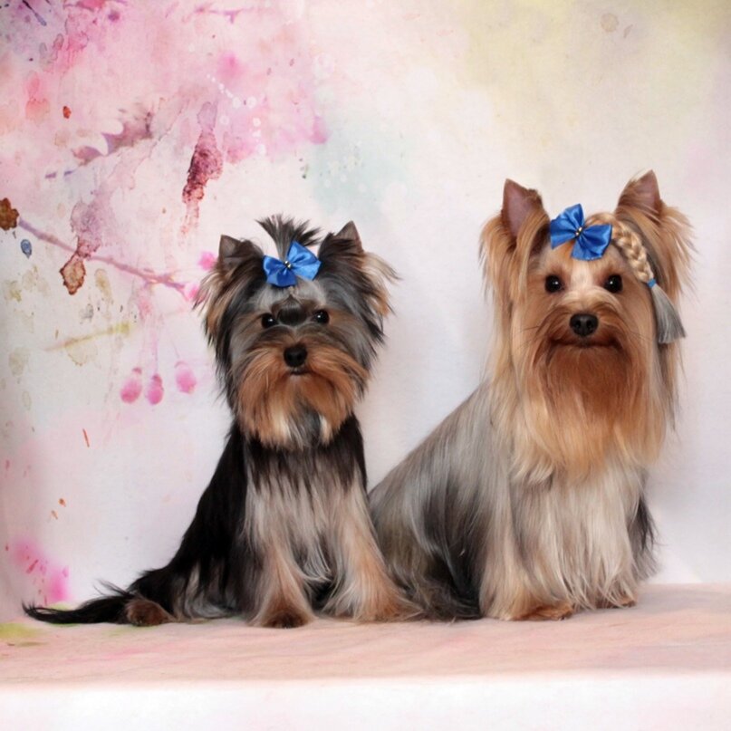 Два дружочка-йорка после гигиенической стрижки