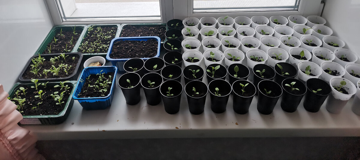 Рассада Астры, Флоксы, Обриета, Гацания. 