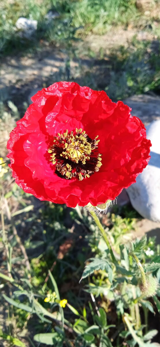 Мак самосейка