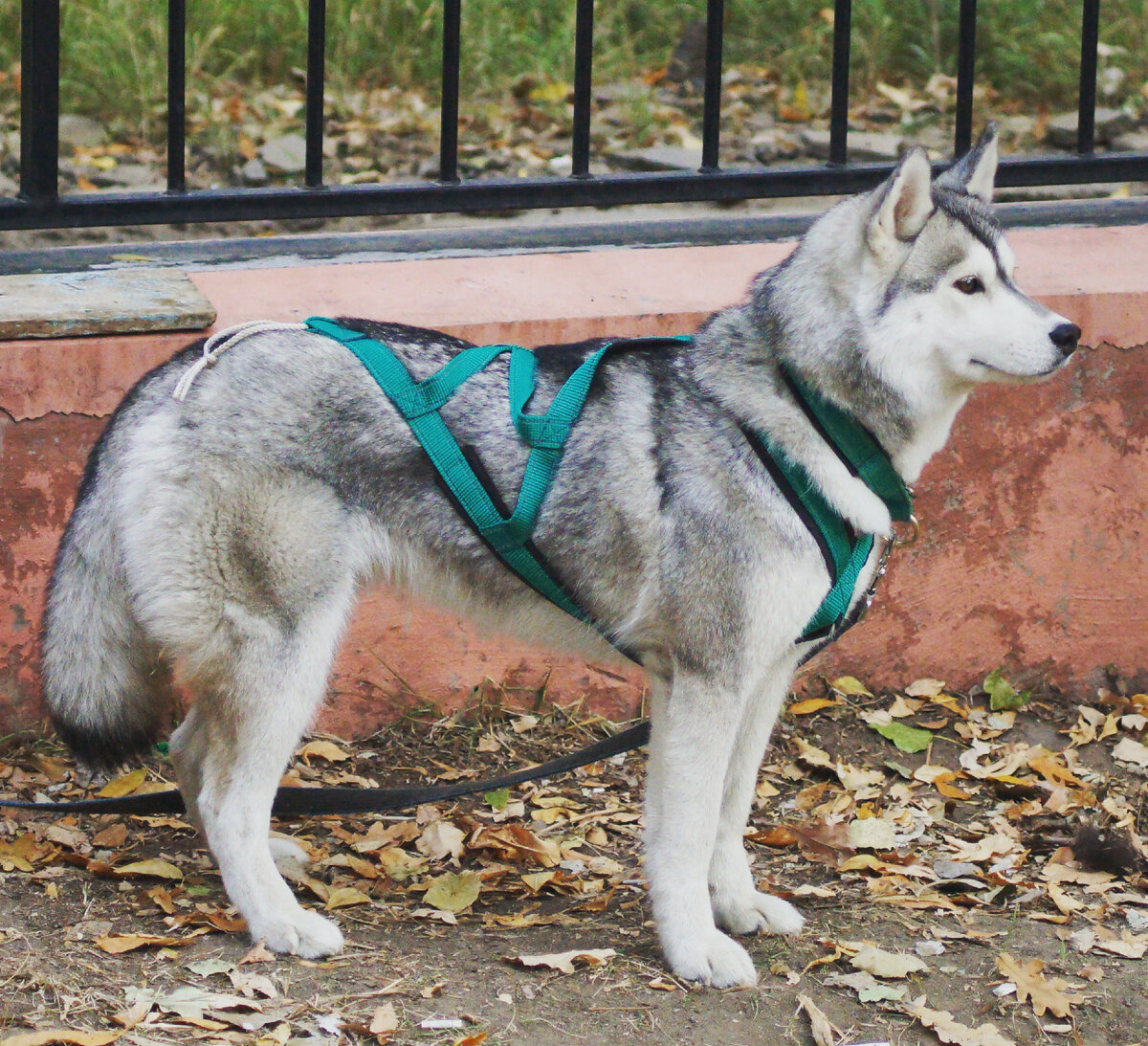 Цири в шлейке ждет старта