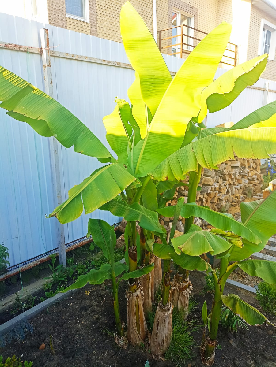 Фото автора. Банановая пальма растет во дворе у дочери.