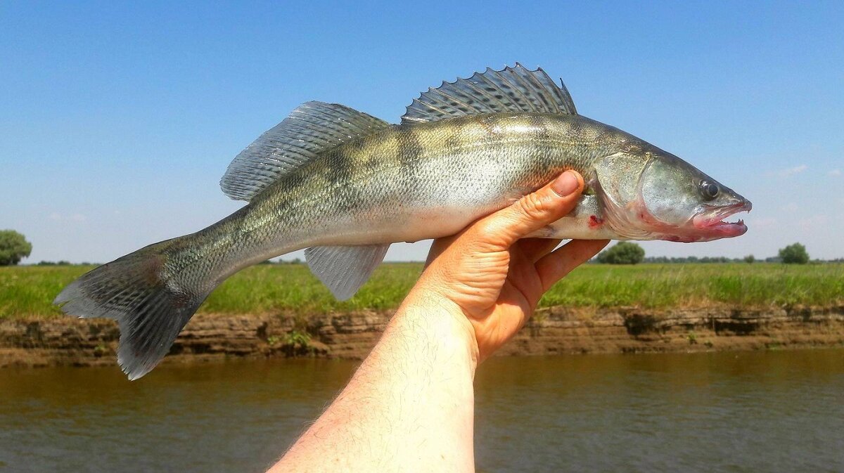 Рыбалка на Воронежском водохранилище летом - советы, снасти и секретные места