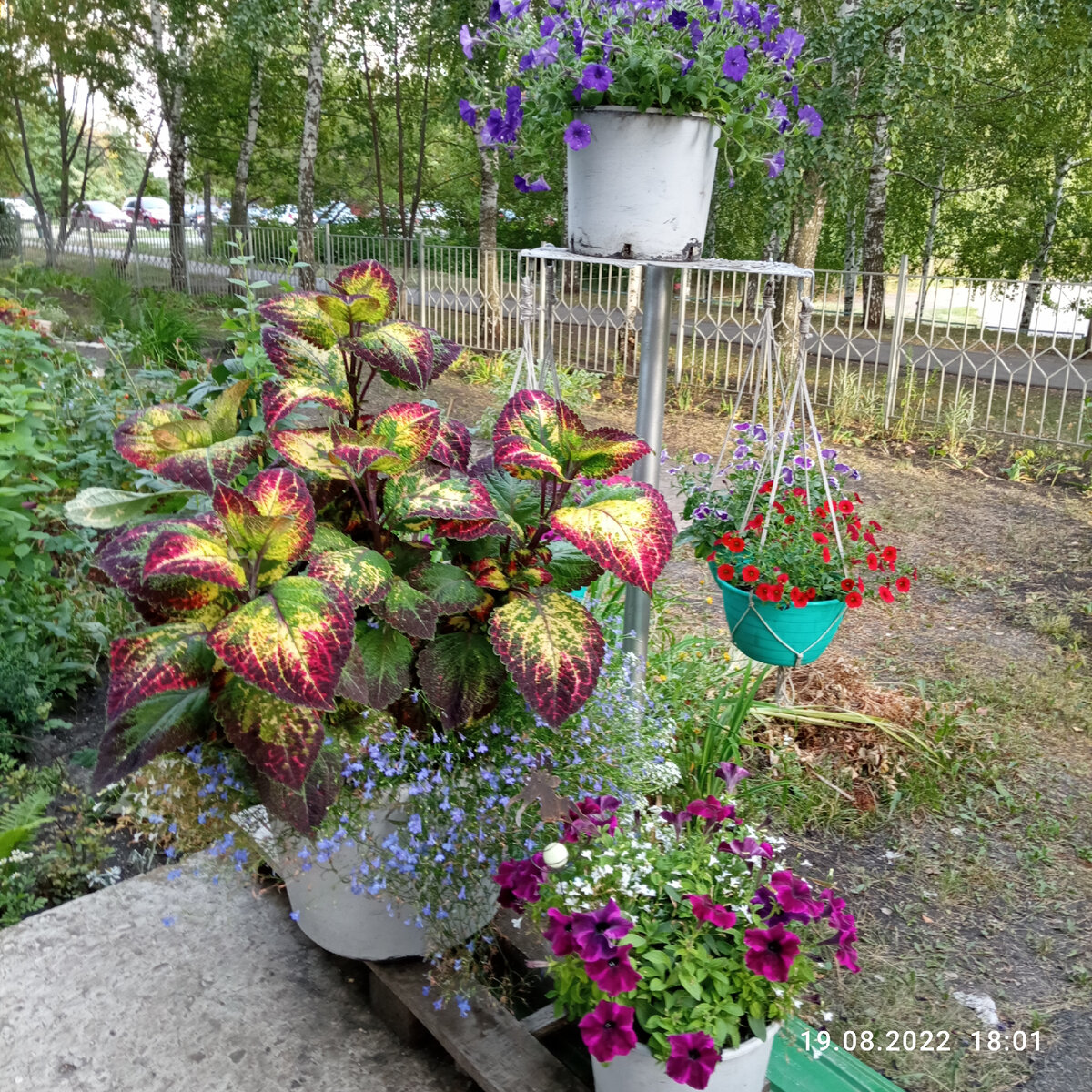 Колеус Аватар ( фото автора канала) 