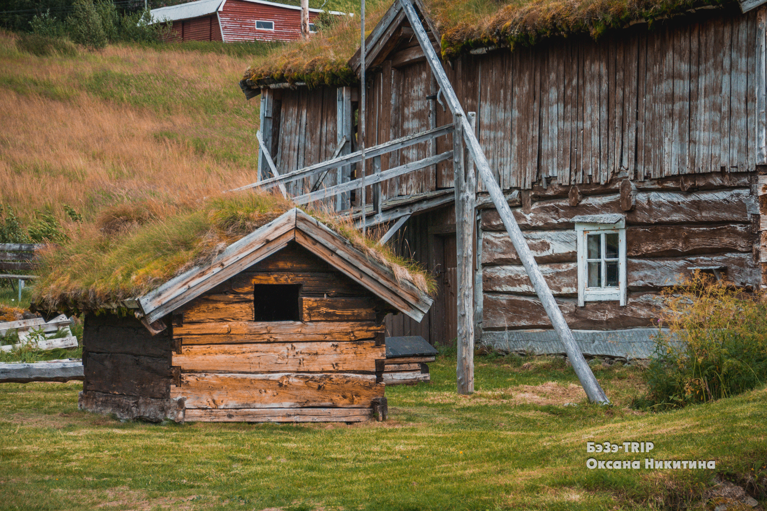 Овцы, которые пасутся на крыше дома. Зачем норвежцам трава на кровле и как над ними поэтому шутят соседи?:)5