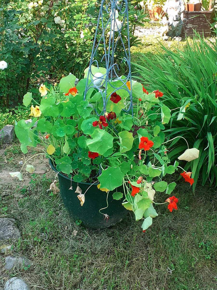 Настурция на даче