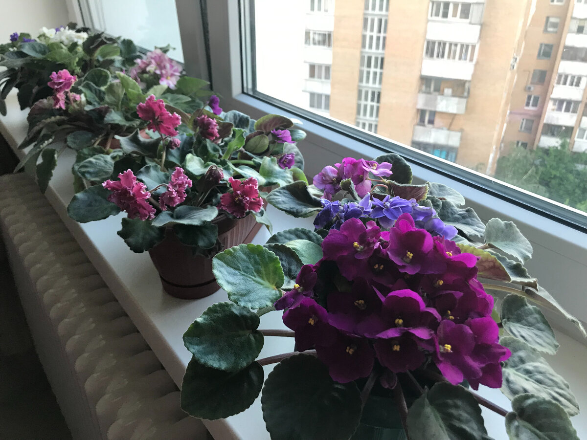 Когда все цветет... были времена красивые (2019 год)... Фото автора