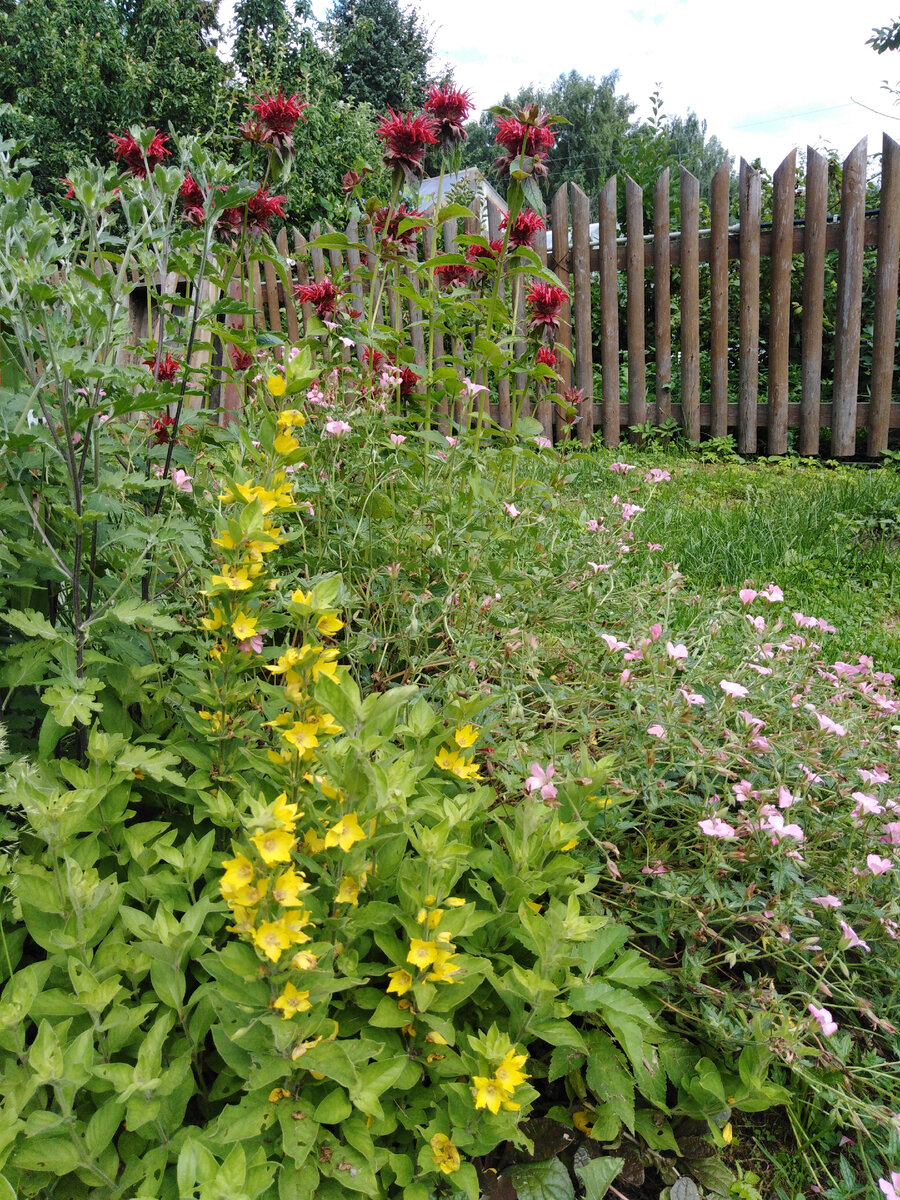 На новом месте - с весны 2020. В соседях вербейник точечный, монарда гибридная Скарлет Кэмбридж, хризантемы корейские, матрикария