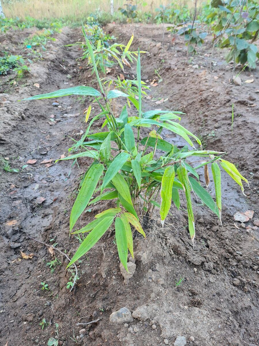 Первая осень бамбука гигантского на нашем опытном участке