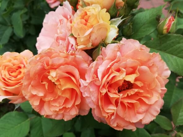 Вивьен Вествуд