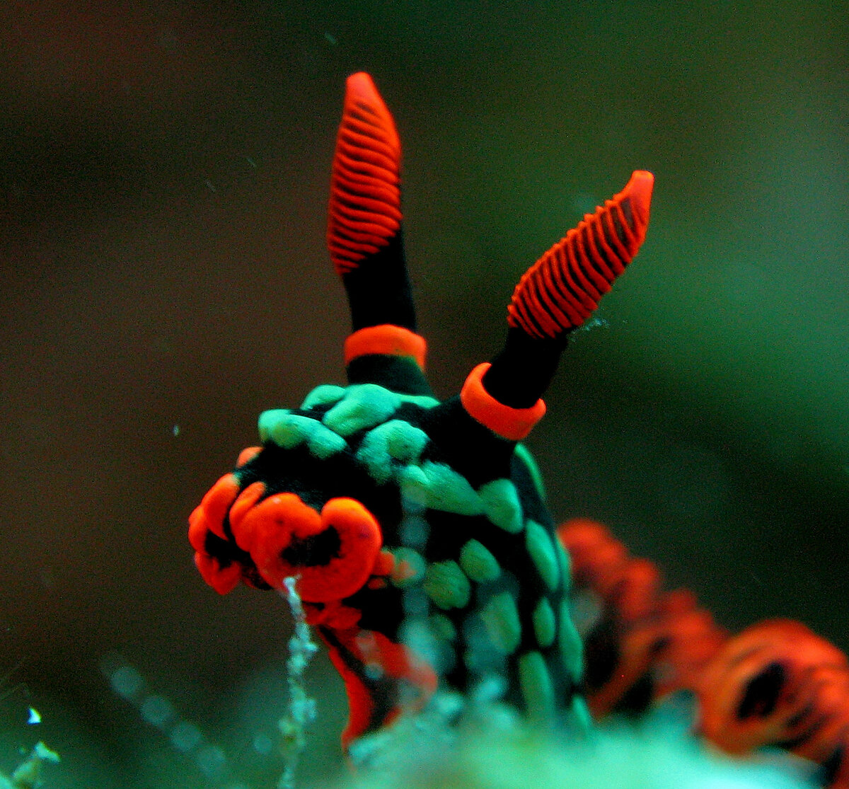 Nembrotha Kubaryana. Фото с сайта https://en.wikipedia.org/