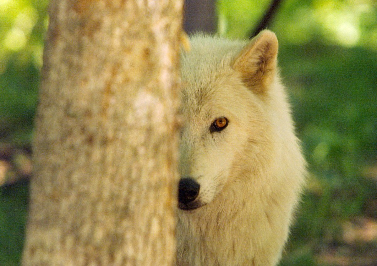 16. Мешающее дерево😑