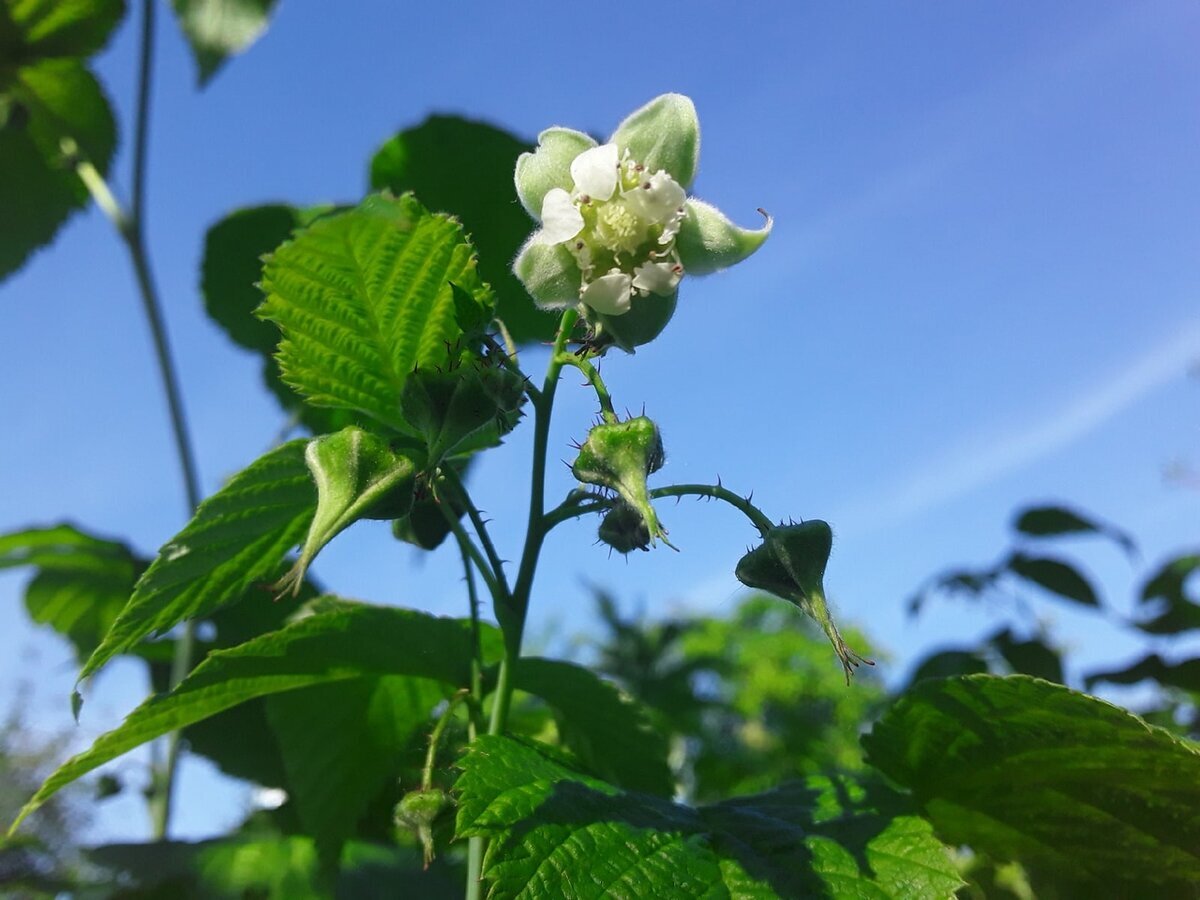 Если куст малины выше человеческого роста, он от этого деревом не становится