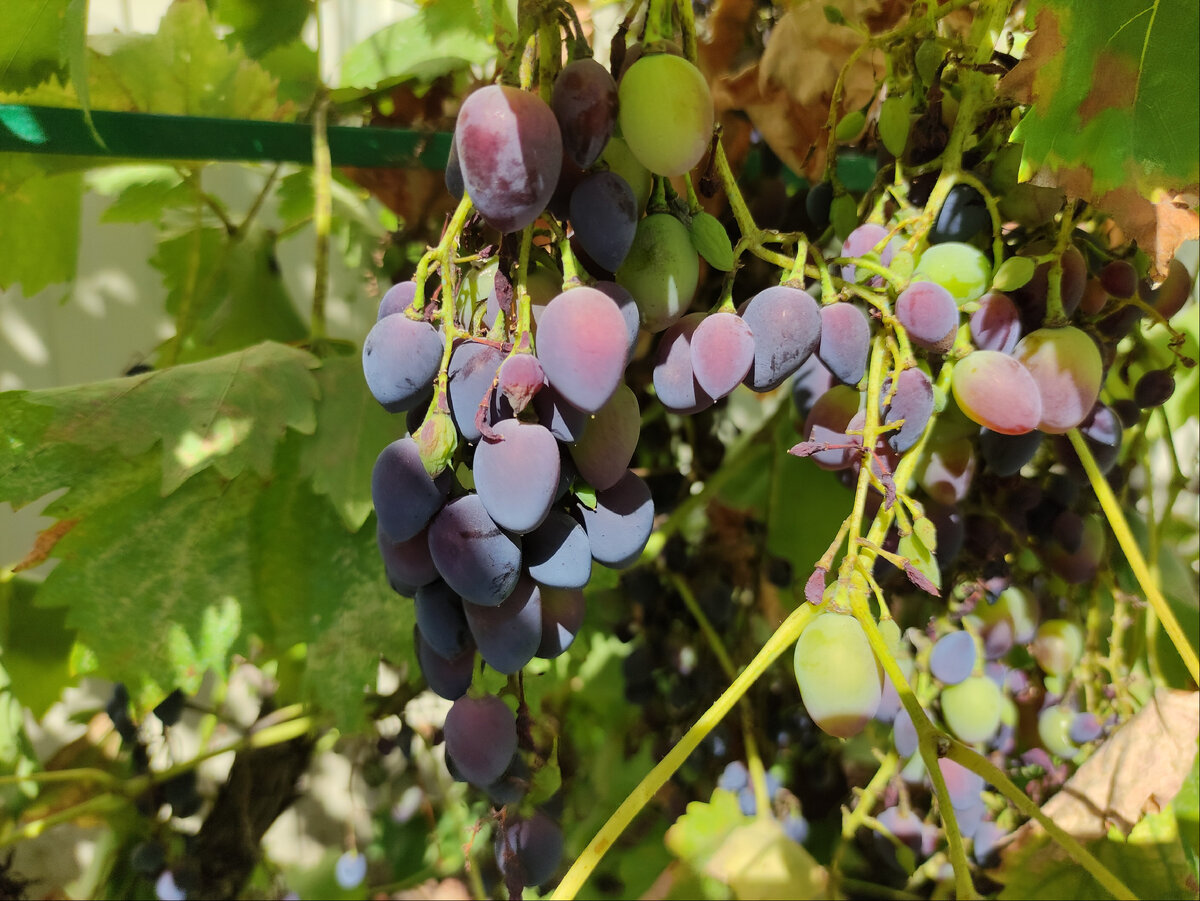 И снова про кубанскую балачку: ажина поспела, горихи осыпаются, а кишки за  нас соскучились | Жизнь станичная | Дзен