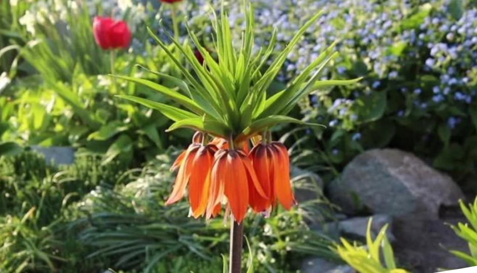 Как вырастить роскошный рябчик императорский. Посадка осенью