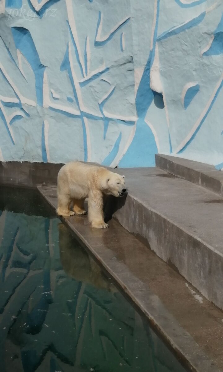 Три лапы:)