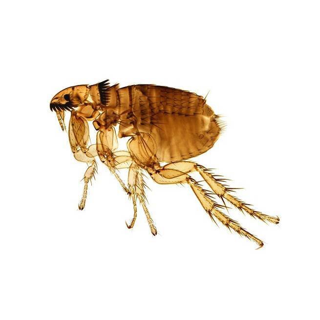 Блоха. Цвет брюшка блохи. Кошачья блоха ctenocephalides felis. Ff,kj. Дворовые блохи.