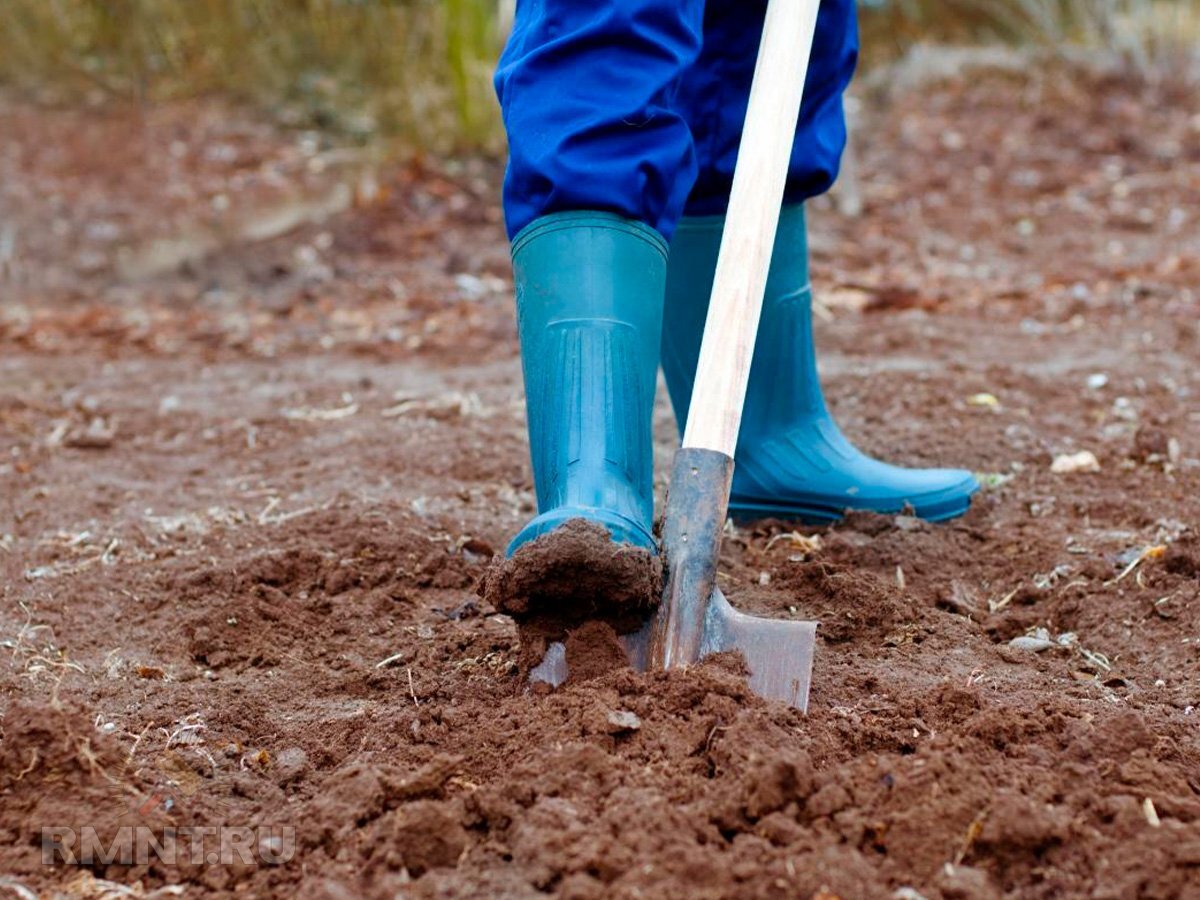 Копать землю вручную. Вскопанная земля. Копка огорода. Копать землю вручную. Доработка грунта вручную.