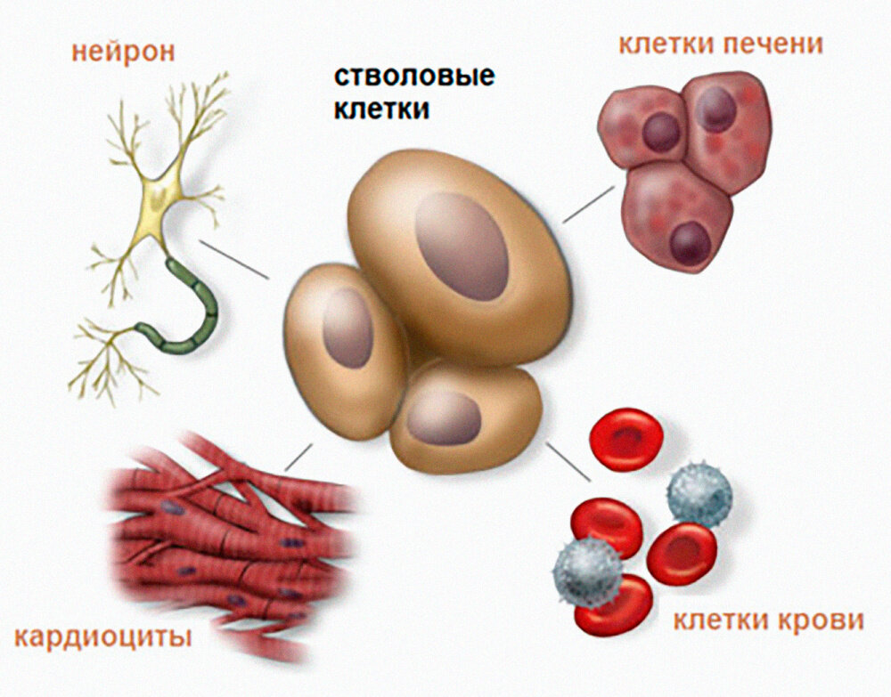 Из одной клетки в результате клеточной дифференцировки создаются самые разные ткани, например нервная и сердечнаяИллюстрация: свободный источник