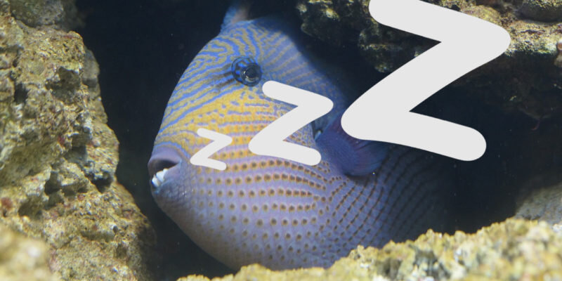 Как спят рыбки: а они вообще спят? | В мире рыбок | Дзен