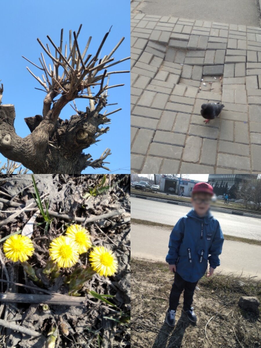 мелкий сказал, что деревья - как руки Урдалака. зачем их так уродуют? загадка для меня. не, я знаю про формирование кроны, но не каждый же год... 