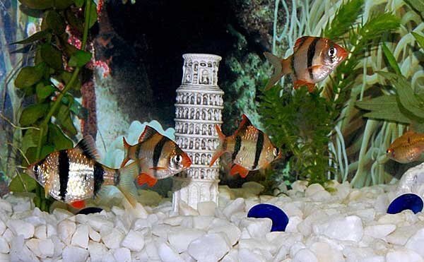 Источник фото: animogen.com